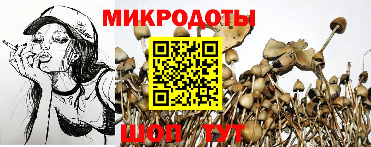 Псилоцибиновые грибы мицелий Елабуга